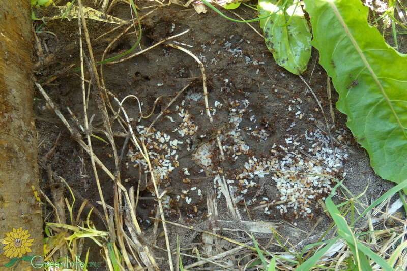 Как избавиться от муравьев на участке? в огороде, в саду, в теплице. народные средства — ботаничка.ru