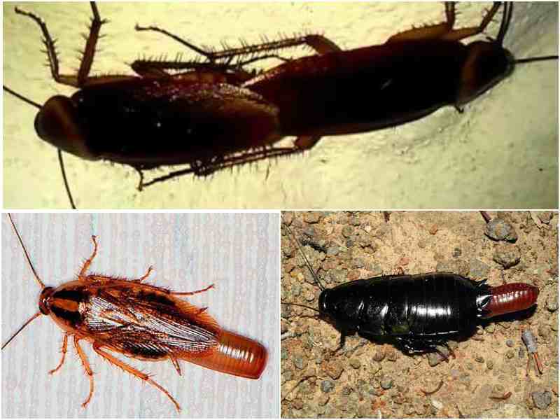 Как опознать черного таракана и методы борьбы с ним