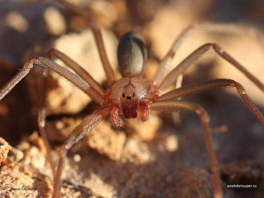 Коричневый паук отшельник: фото, где встречается, последствия укуса