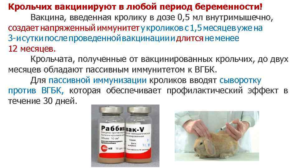 Как делать прививки кроликам: вакцинация кроликов в домашних условиях и схемы обязательных прививок