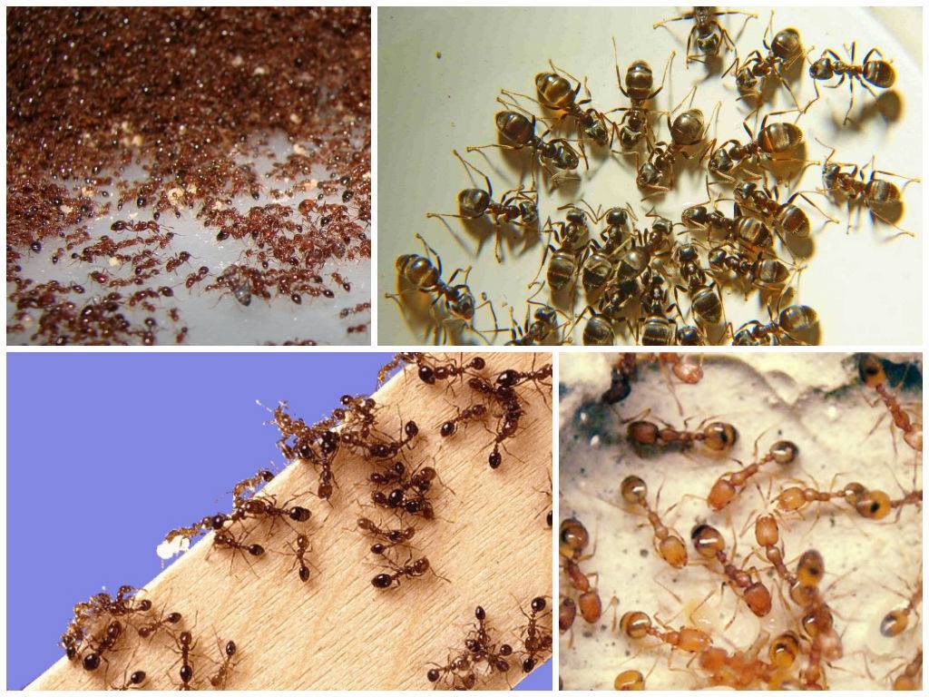 Как избавиться от рыжих муравьев в квартире и частном доме