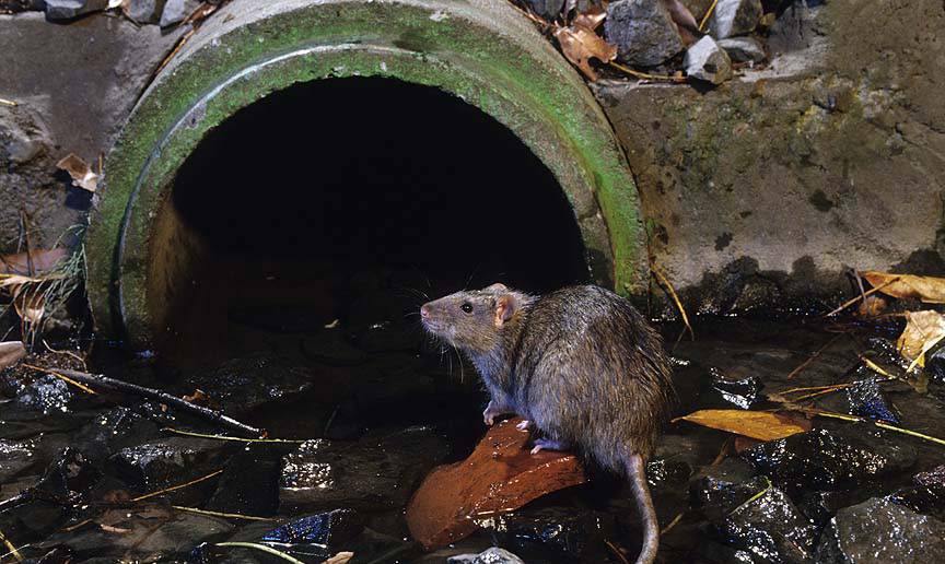 Если знать чего боятся крысы и мыши, от них избавиться получится в несколько простых шагов. чего боятся крысы