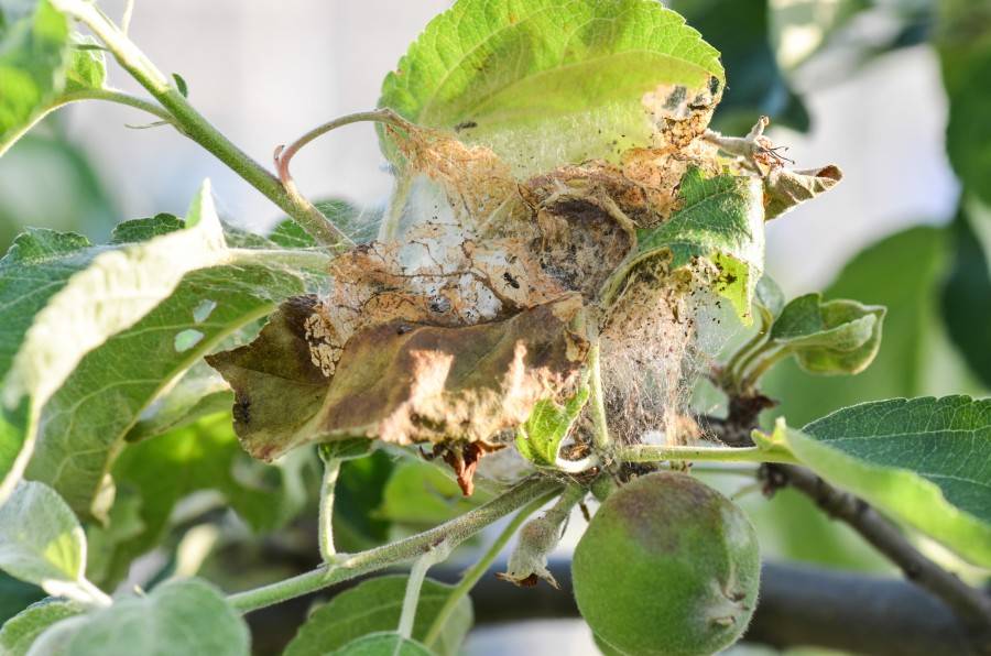 Как бороться с паутинным клещом на помидорах: эффективные способы