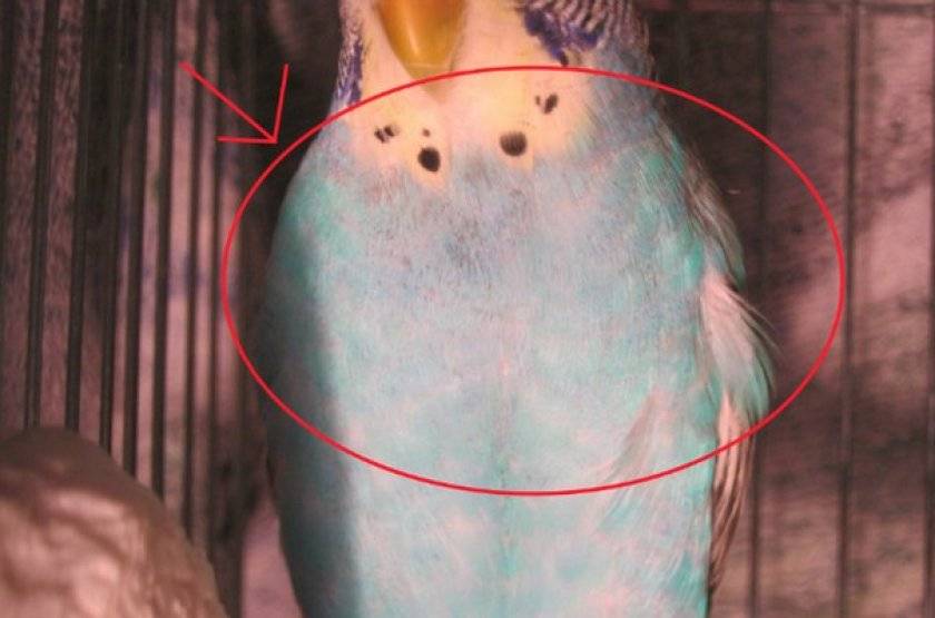 Блохи у волнистых попугаев: бывают ли и как вывести (лечение)