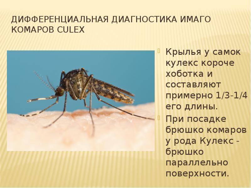 Строение комара картинки