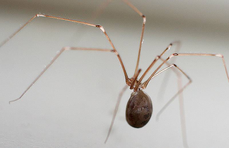 Кто такой – паук с длинными тонкими ножками, и чем он еще отличается от своих сородичей? домашние пауки: основные виды домашних пауков дома появились пауки с длинными ногами.