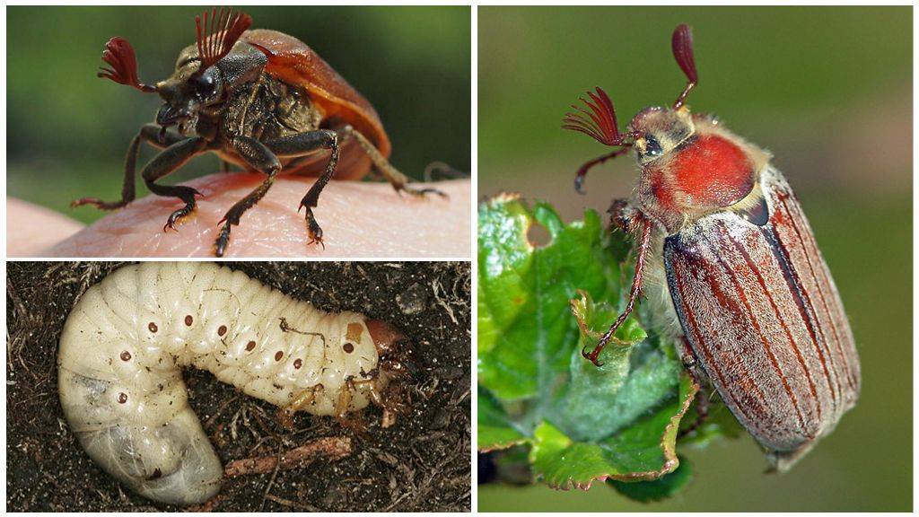 Чем отличается майский жук от июньского?