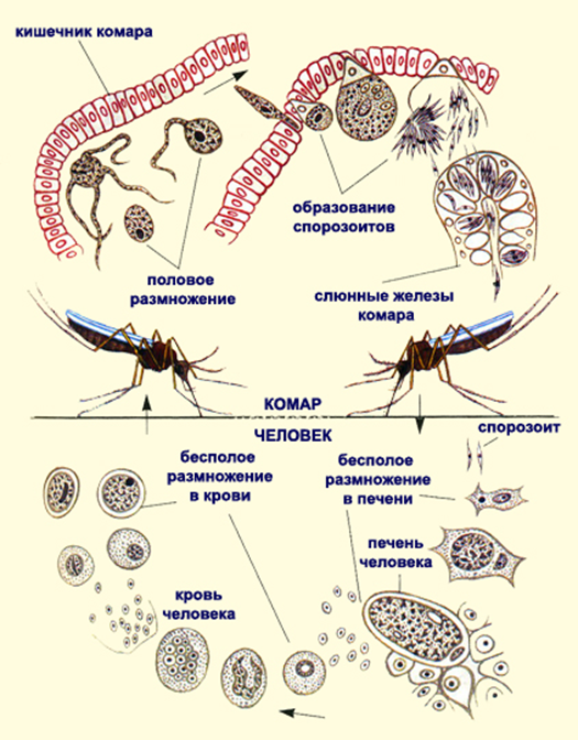 Комар малярийный обыкновенный