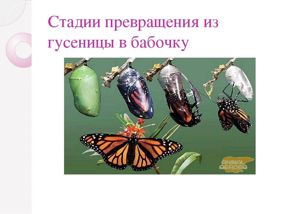 Как появляются бабочки: стадии развития