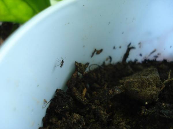 Избавляемся от муравьев на участке в два счета — лучшие методы