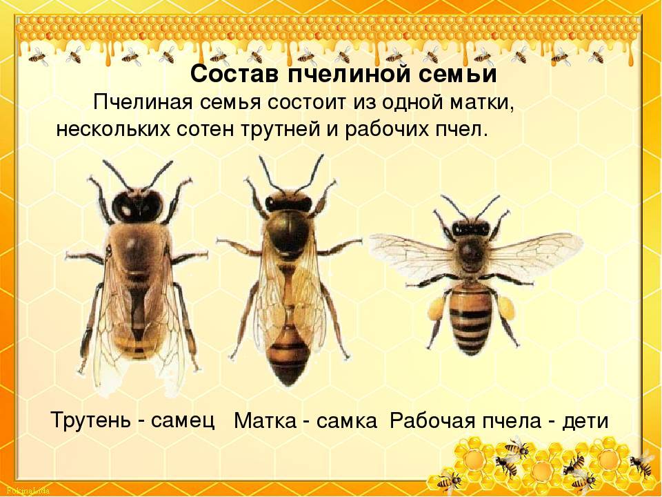 Как отличить маточное. Пчела матка трутень. Самка пчелы. Матка трутень рабочая пчела. Трутри Матри и рабочие пчелы.