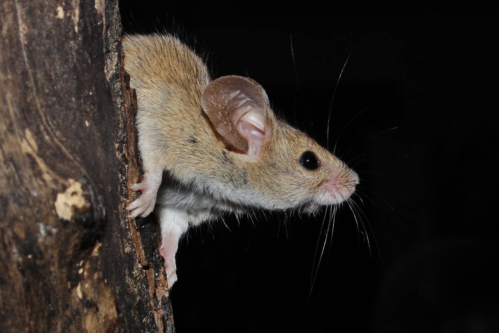 Виды и разновидности мышей их описание и фото