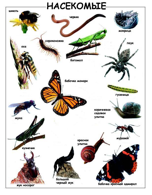15+ полезных насекомых для сада и огорода: с фото и описанием
