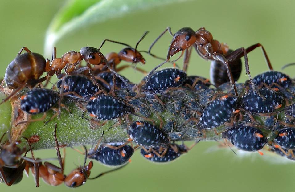 Как избавиться от муравьев в саду, в чем их вред и польза