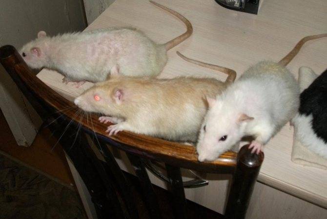 Сколько лет живут декоративные крысы в домашних условиях?
