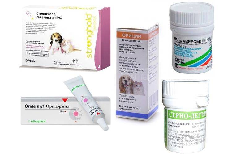 Ушной клещ у кроликов: лечение в домашних условиях препаратами и народными средствами