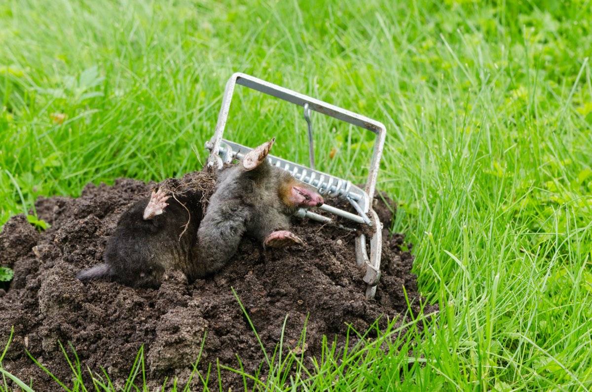 Как избавиться от земляных собачек на огороде. земляная крыса. способы борьбы с китайской собачкой