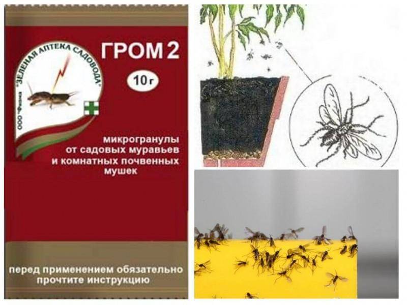 Средство гром-2 в борьбе с муравьями и мошками. как работает средство от муравьев гром 2
