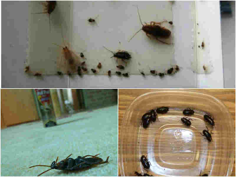 Где живут чёрные тараканы и как от них избавиться