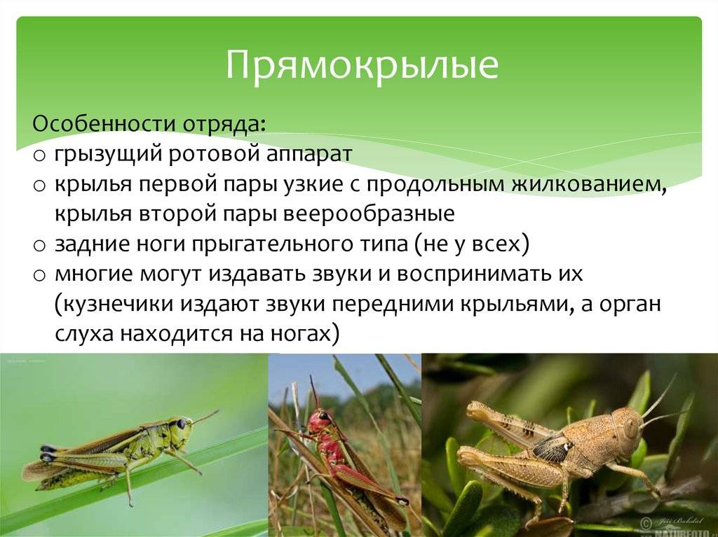 Саранча насекомое. образ жизни и среда обитания саранчи - jurnalodache