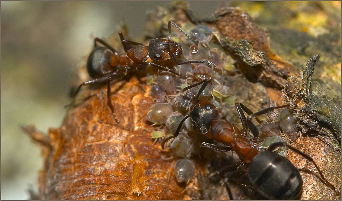 Рыжие муравьи: внешний вид, особенности и способы избавления