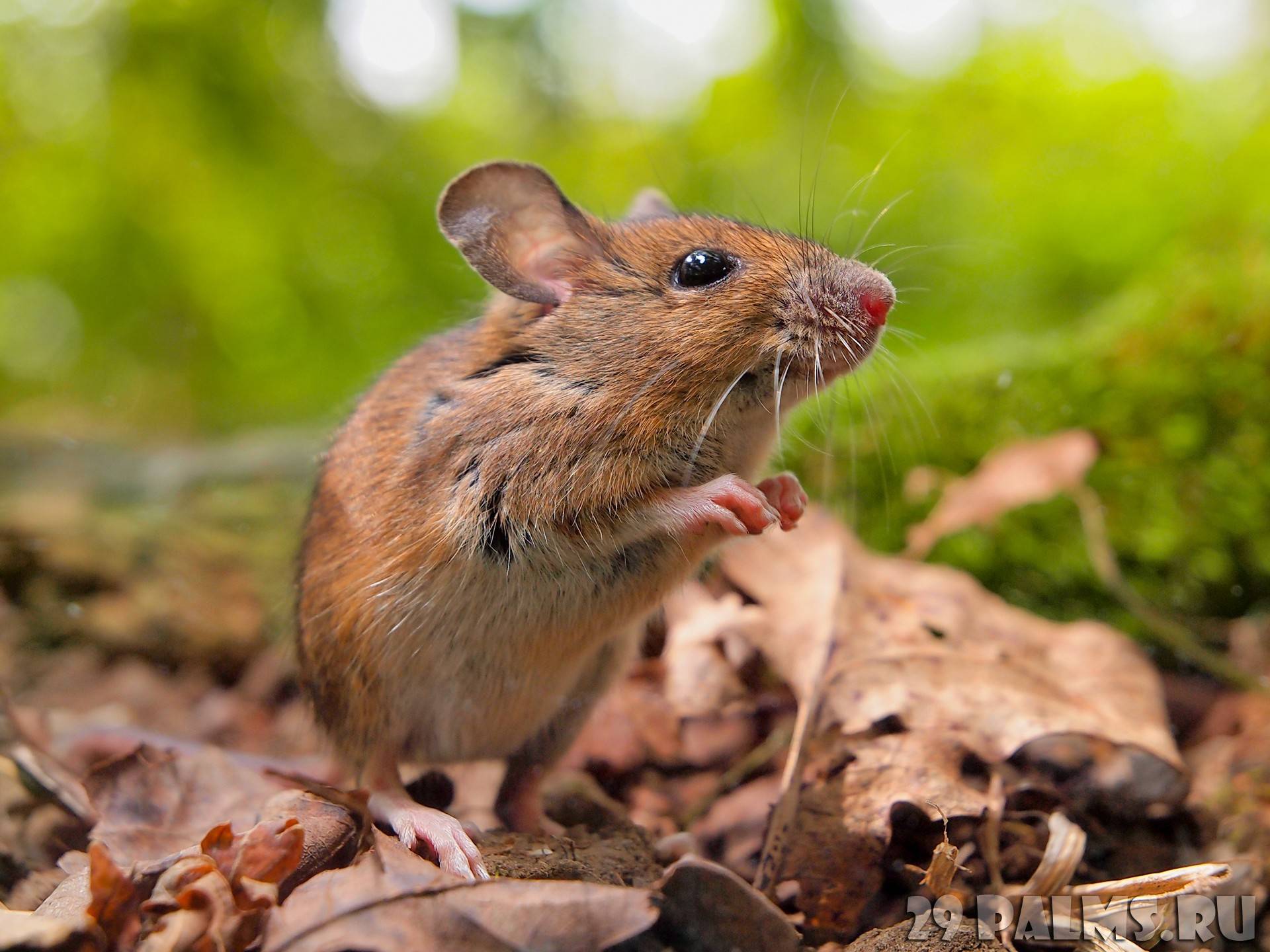 Лесная мышь: фото, чем питается в лесу, описание и особенности русский фермер