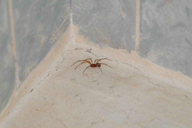 Как и чем вывести пауков из частного дома или квартиры