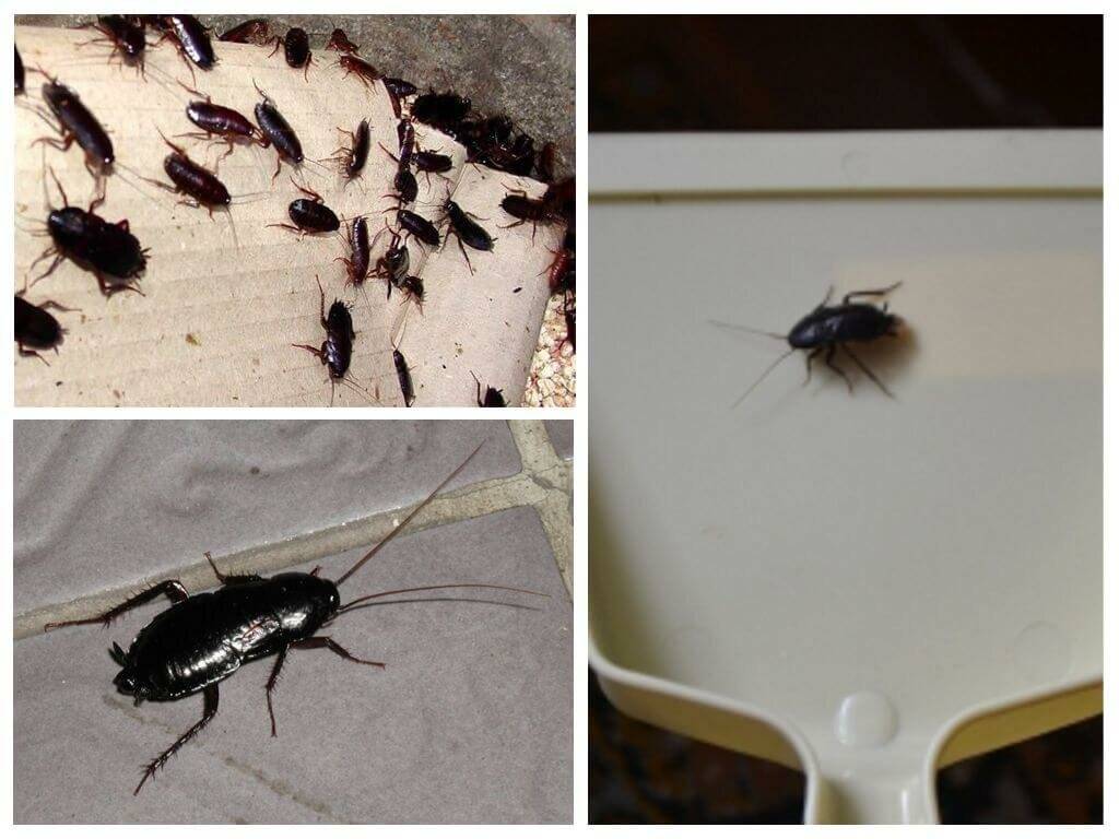 Основные пути проникновения тараканов в квартиру