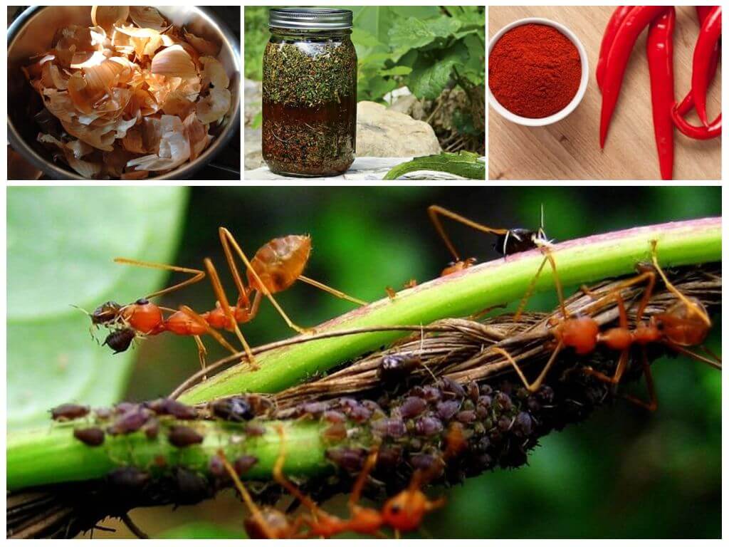 Народные средства от муравьев в огороде - ловушки, приманки и отпугиватели