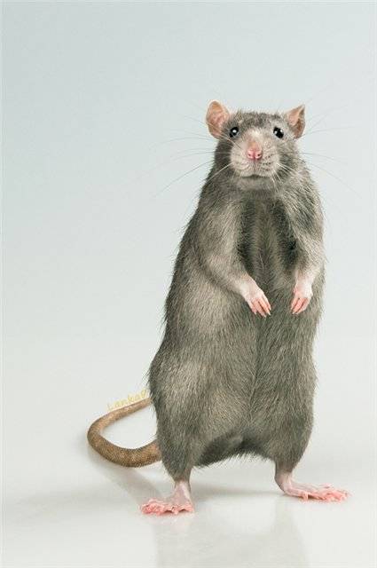 Приручение серой крысы