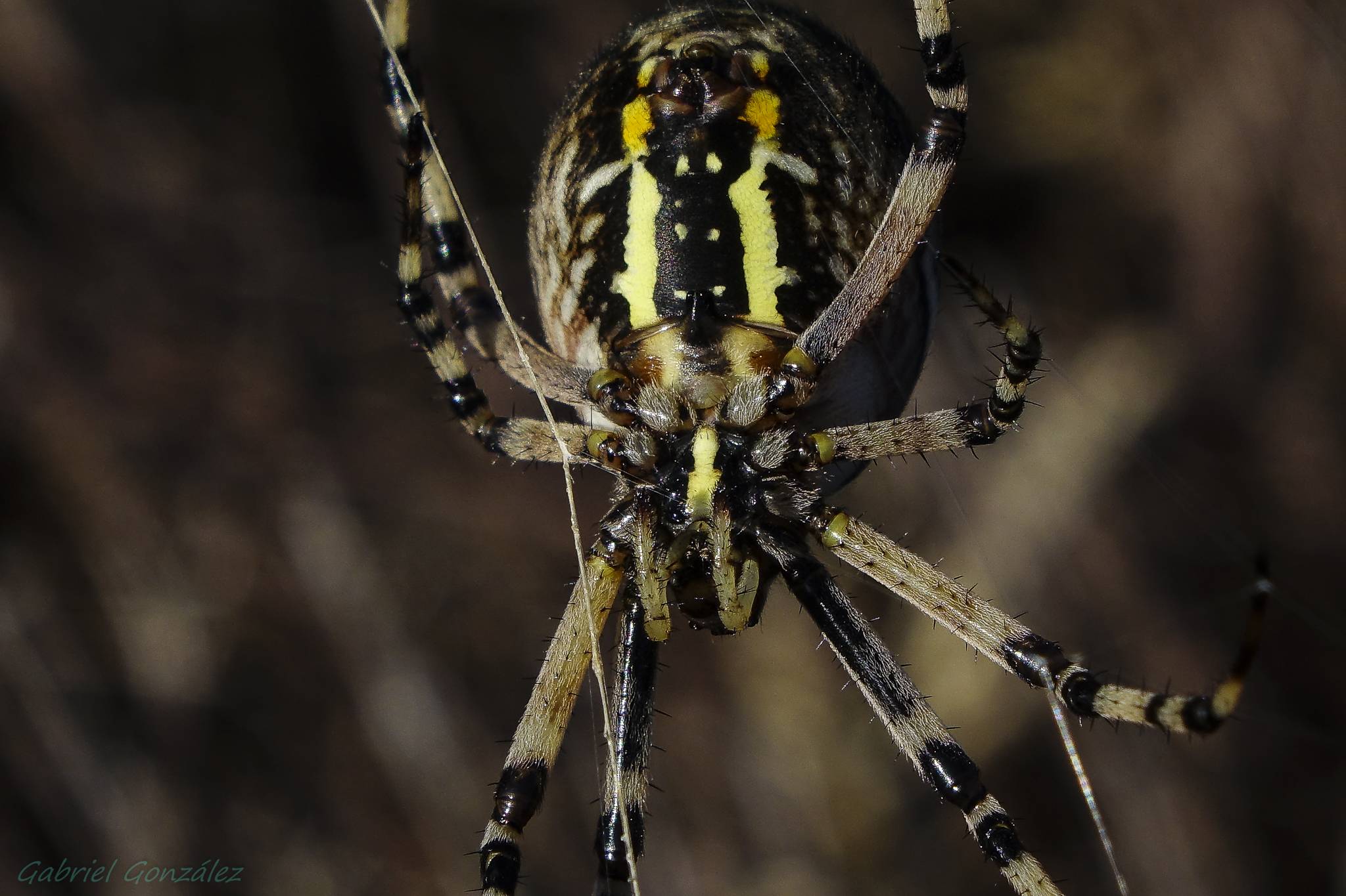 Ядовитые пауки подмосковья фото и названия