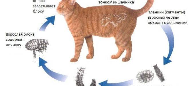 Кошачьи блохи: как избавиться от паразитов без вреда для животного