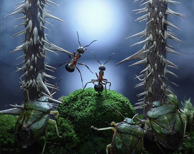 Как устроен муравейник
