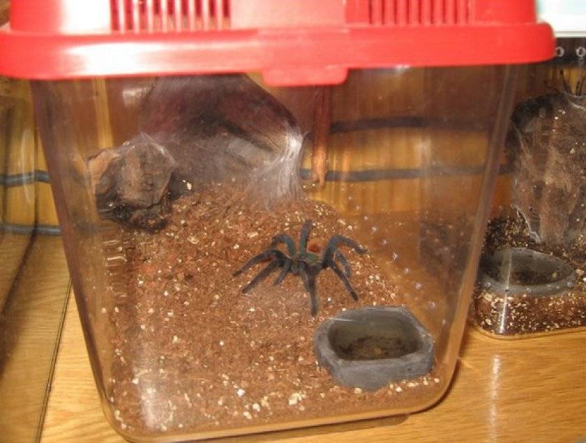 Домашний тарантул, содержание, питание, размножение