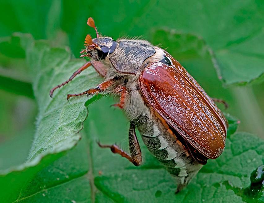 Жизнь майского жука: от начала и до конца