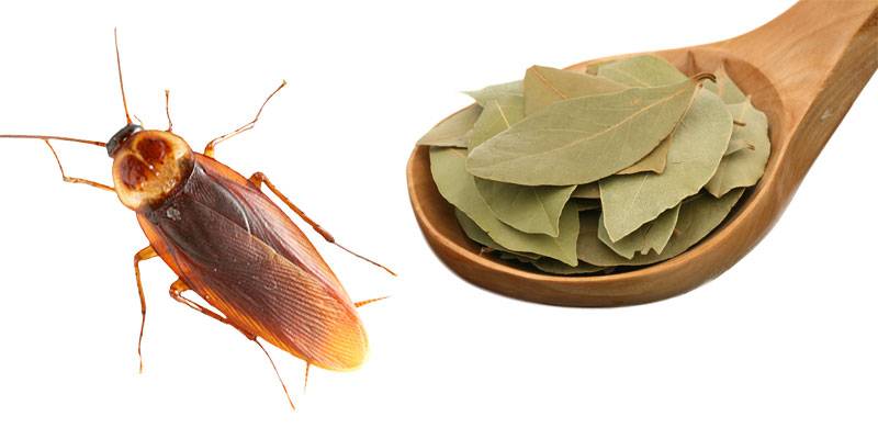 Лавровый лист от тараканов: панацея или нет