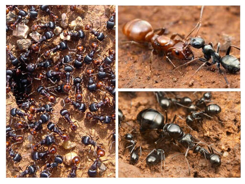Сколько живут домашние муравьи и могут ли жить без матки?