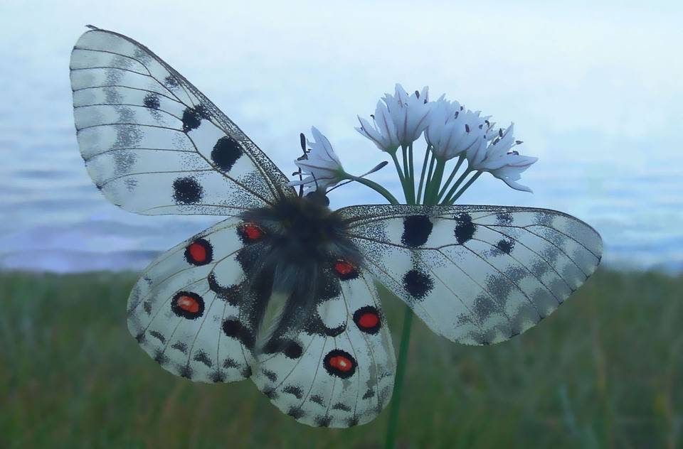 Бабочка аполлон - описание, среда обитания, виды