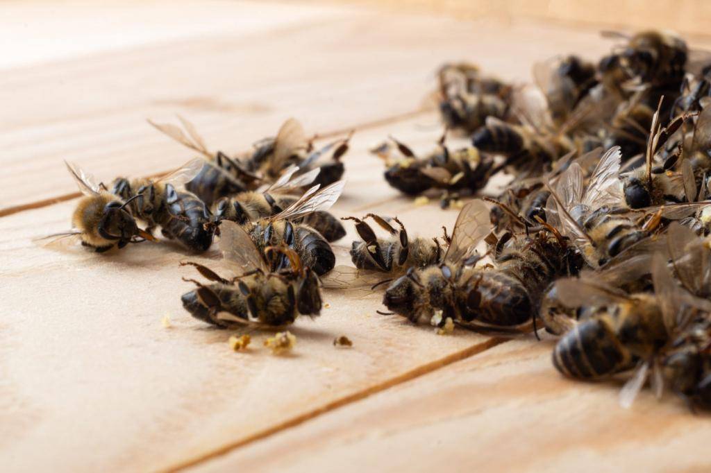 Хозяин пасеки рассказал мне о 6 простых вещах, которые мы можем сделать прямо сейчас, чтобы помочь спасти пчел от исчезновения