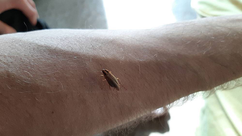 Кусаются ли тараканы: как выглядит укус домашнего таракана