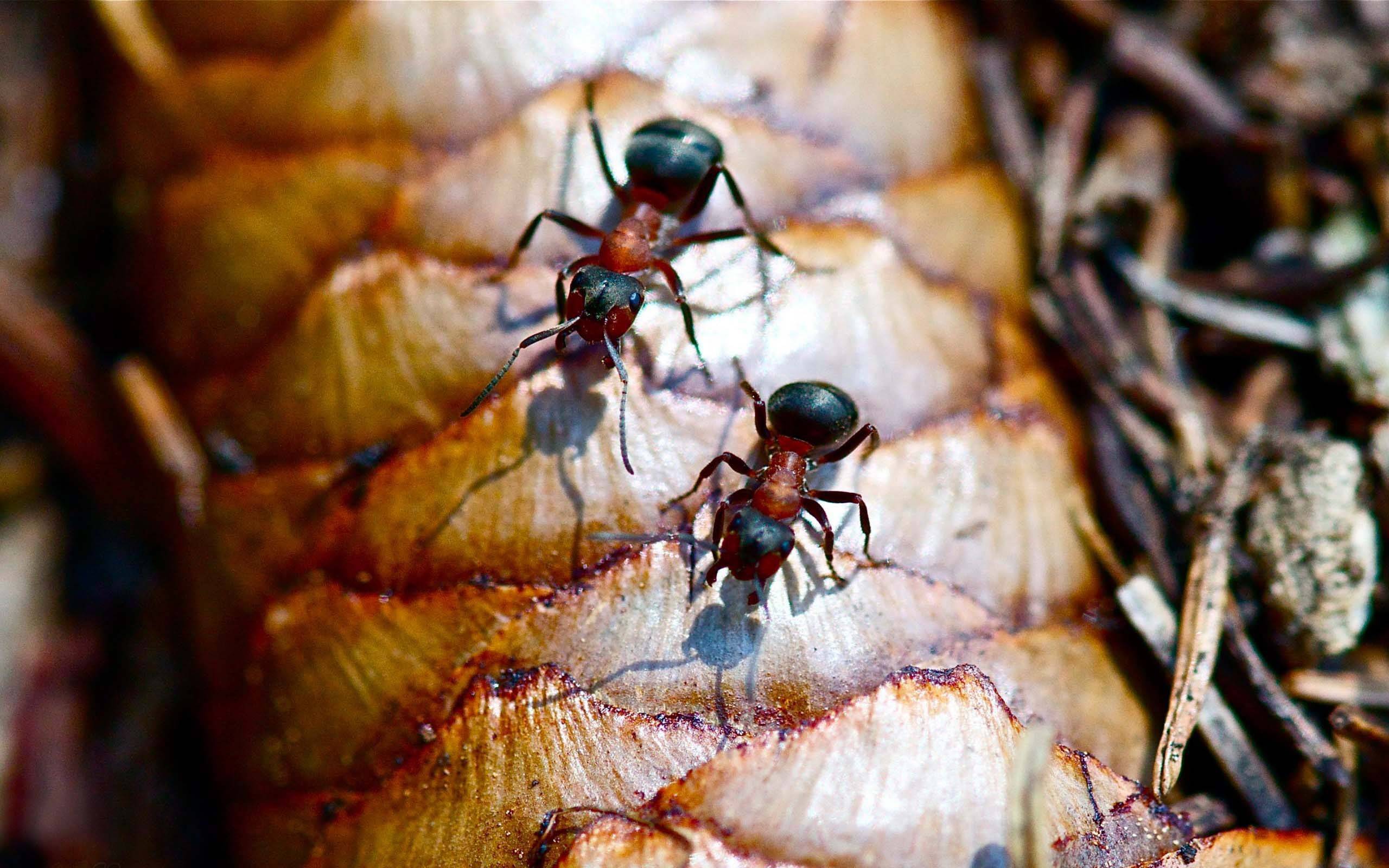 К чему появляются муравьи в доме - главные приметы, стоит ли избавляться от насекомых