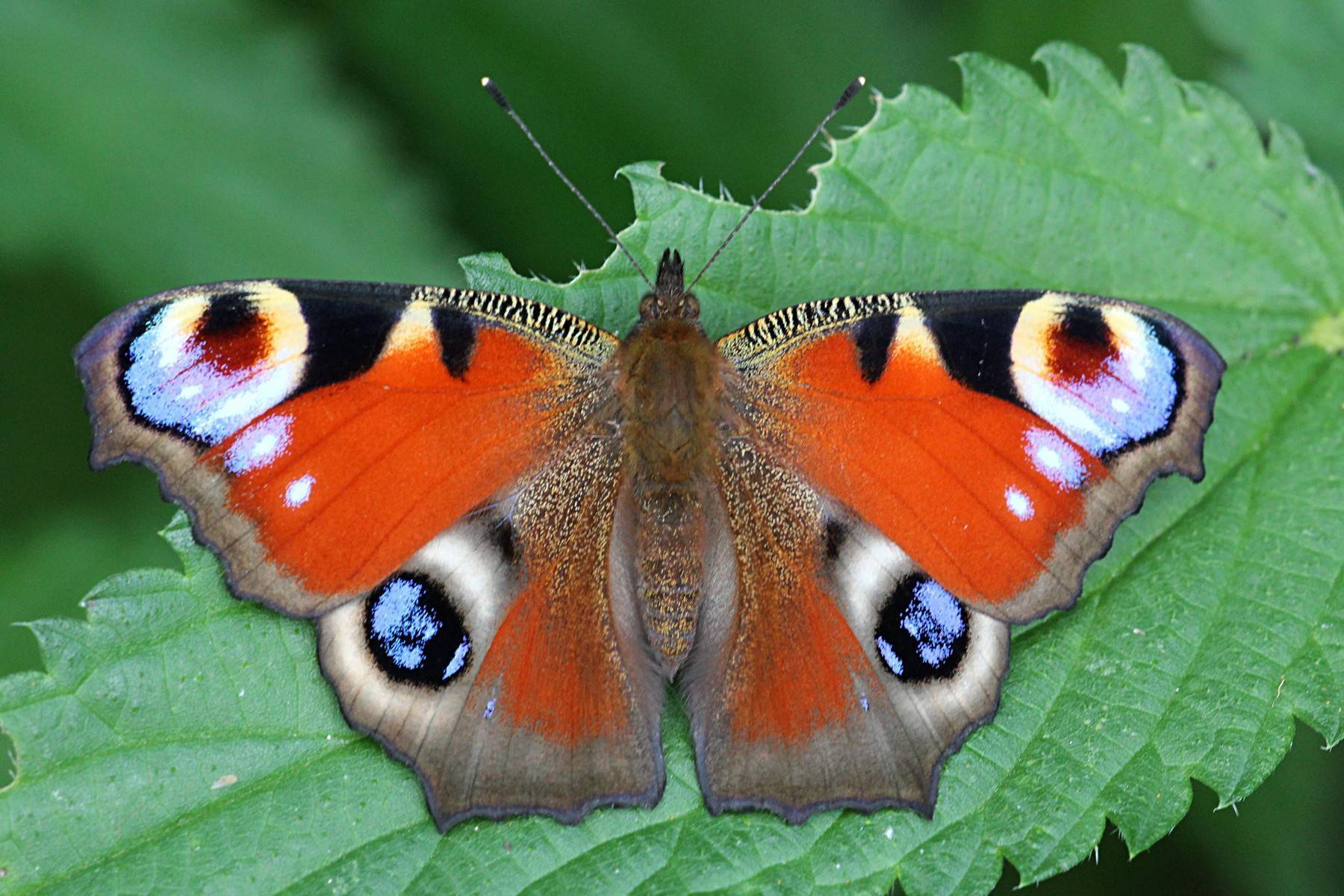 Бабочка павлиний глаз описание, чем питается, интересные факты об образе жизни, как зимуют, сколько живут, среда обитания