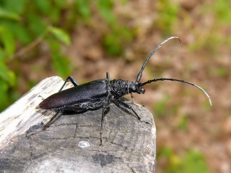 Жук дровосек. образ жизни и среда обитания жука дровосека