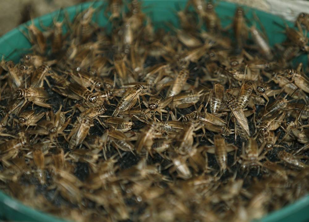 Кто ест тараканов (питается ими), естественные враги домашних паразитов
