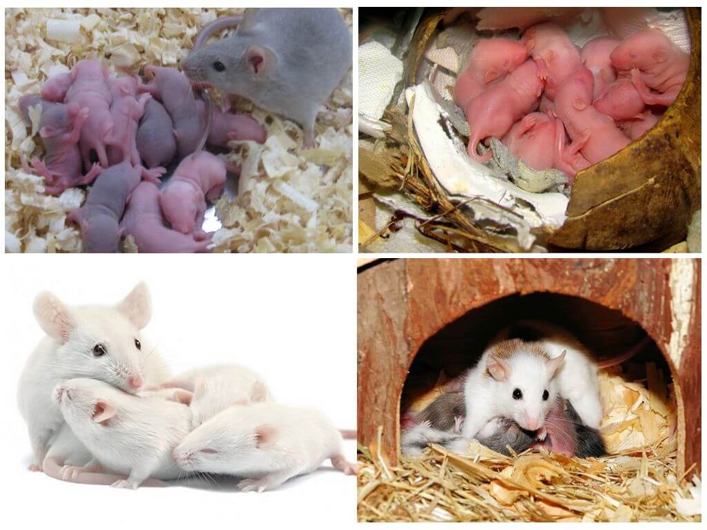 Домовая мышь - фото и описание