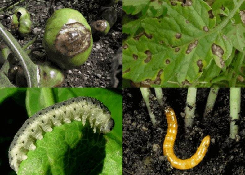 Борьба с гусеницами в саду и огороде – чем обрабатывать растения – дачные дела