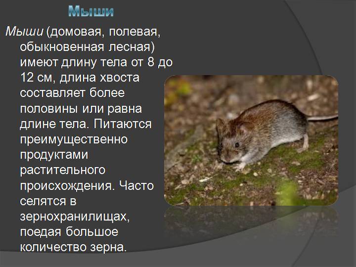 Полевая мышь или мышь с полоской на спине, места обитания и повадки 2021