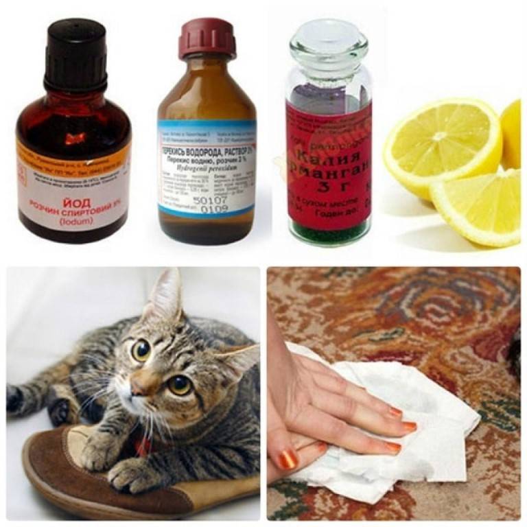Как избавиться от запаха кошачьей мочи навсегда