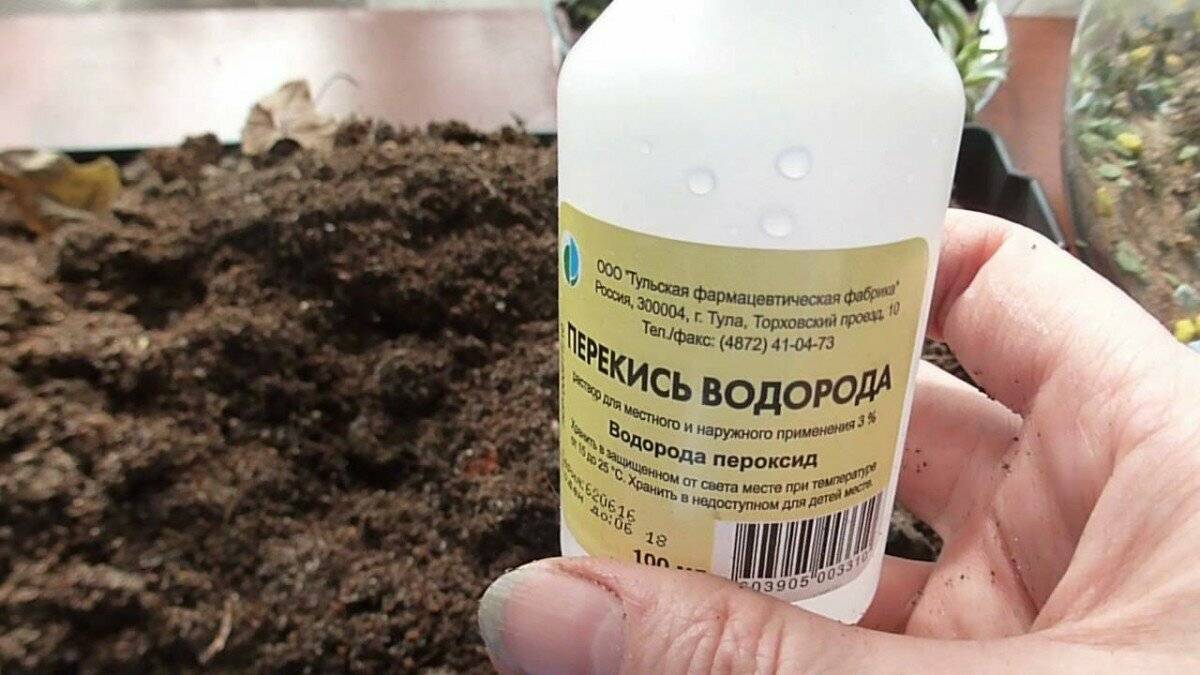 Мыло, зола, горчица, сода и уксус от тли самые эффективные народные средства в борьбе с вредителем русский фермер