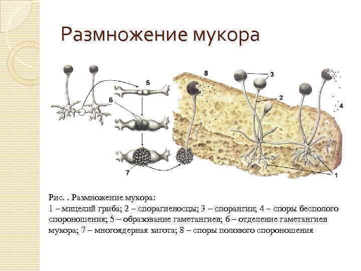Гриб мукор ️ строение плесневого гриба, как выглядит под микроскопом